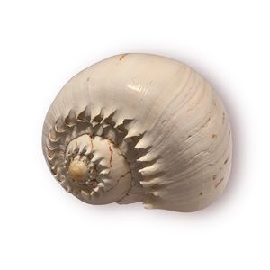 Beautiful Melo Broderipii Seashell.